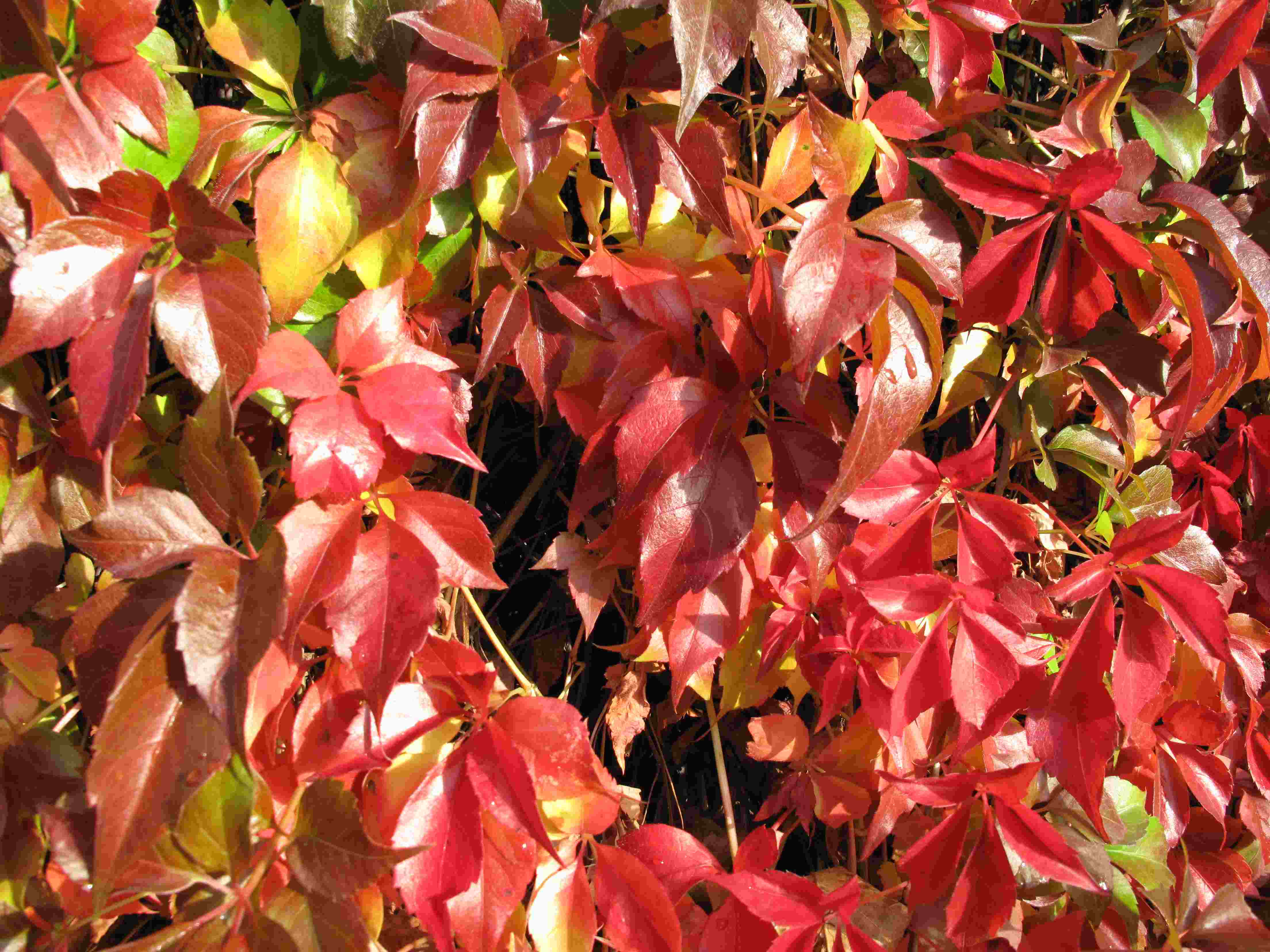 Herbst